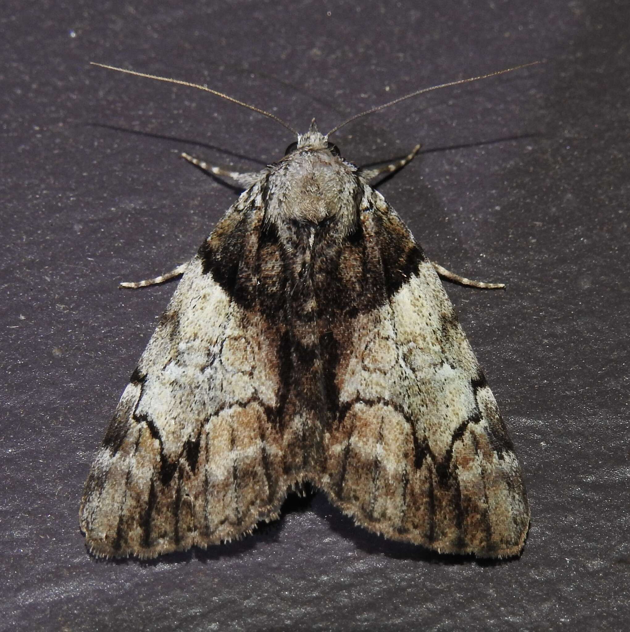 Image of Hawthorn Underwing