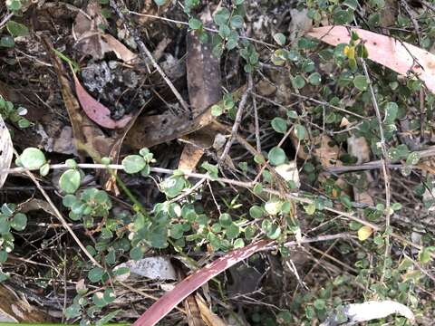 Image of Hibbertia decumbens H. R. Toelken