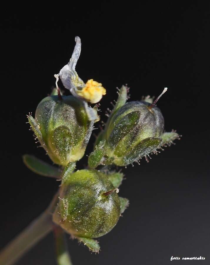 Image of Linaria simplex (Willd.) DC.