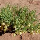 Sivun Astragalus wardii A. Gray kuva