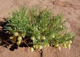 Sivun Astragalus wardii A. Gray kuva