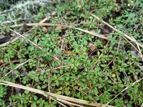 Image of Coprosma depressa Colenso ex Hook. fil.