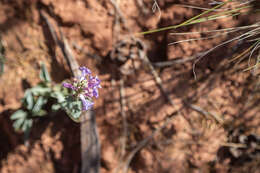 Image of Penstemon lentus var. lentus