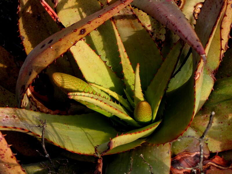 Image of Aloe microstigma subsp. microstigma