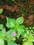 Image of Impatiens minor (DC.) S. S. R. Bennet