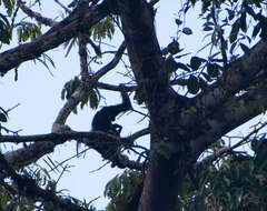 Image of Long-haired Spider Monkey