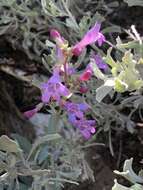 Image of Lone Pine beardtongue