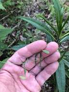 Image of lentil vetch