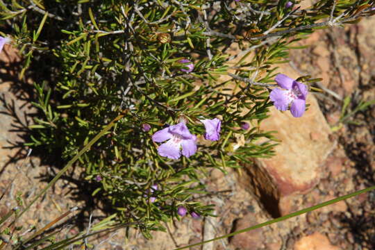 Image of Hemigenia teretiuscula F. Muell.