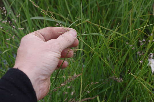 Image of tundragrass