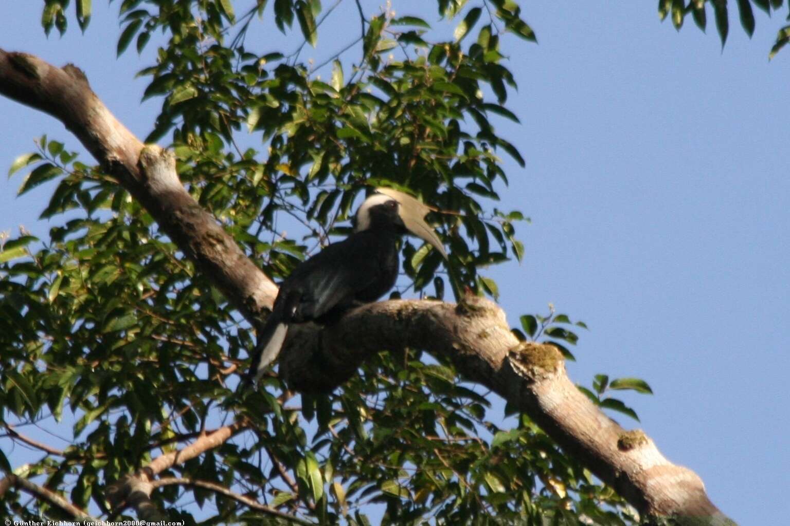 Image of Black Hornbill