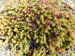 Image of Mountain Crowberry