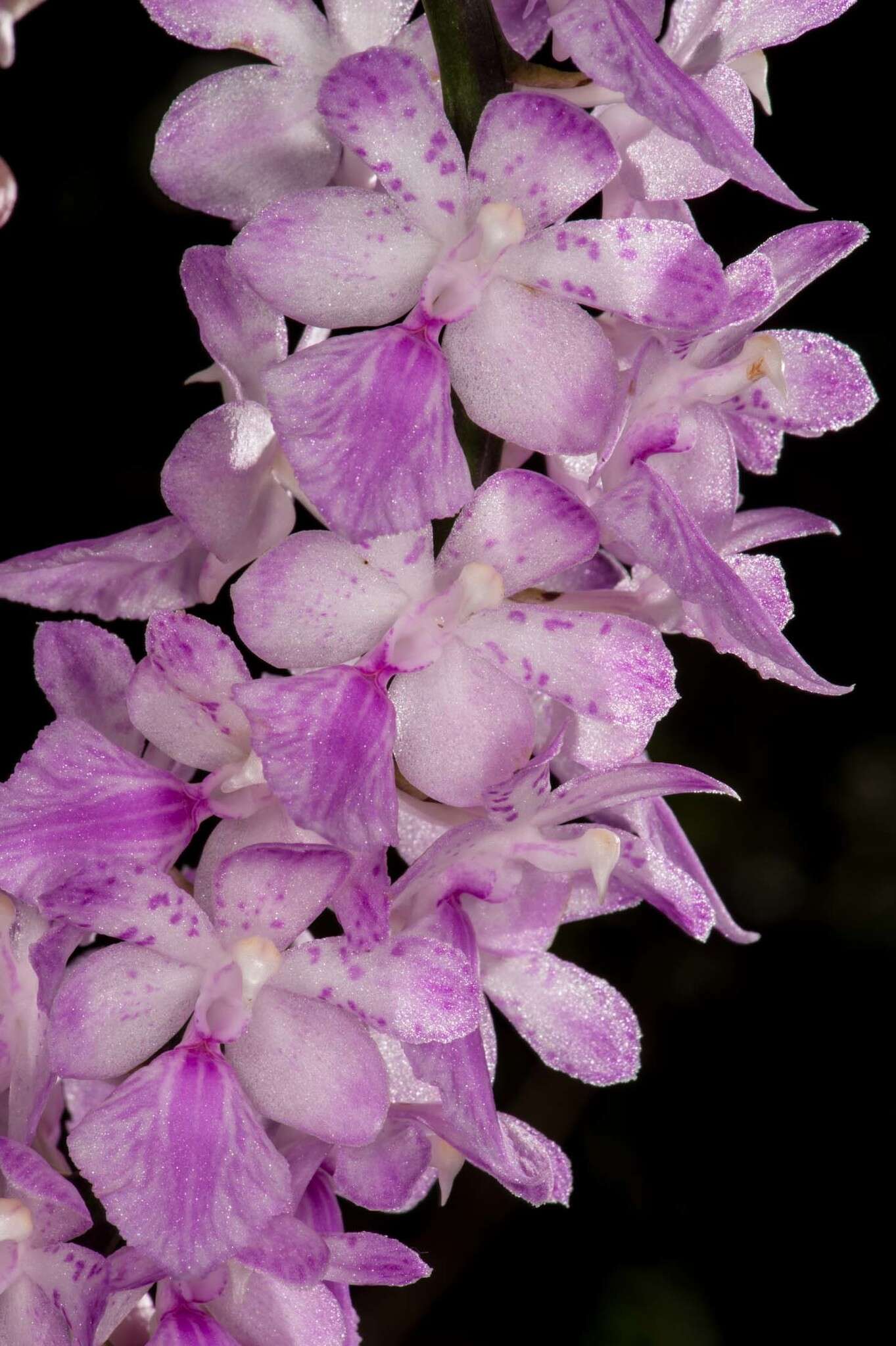 Image of Multi-flowered Aerides