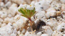 Image of San Bernardino Mountain gilia