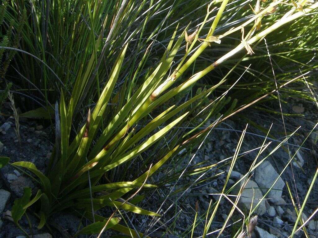 Image of Acrolophia capensis (P. J. Bergius) Fourc.