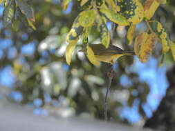 Image of Iberian Chiffchaff