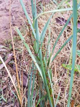 Image of Lomandra multiflora subsp. dura (F. Muell.) T. D. Macfarl.