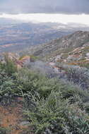 Image of ceanothus