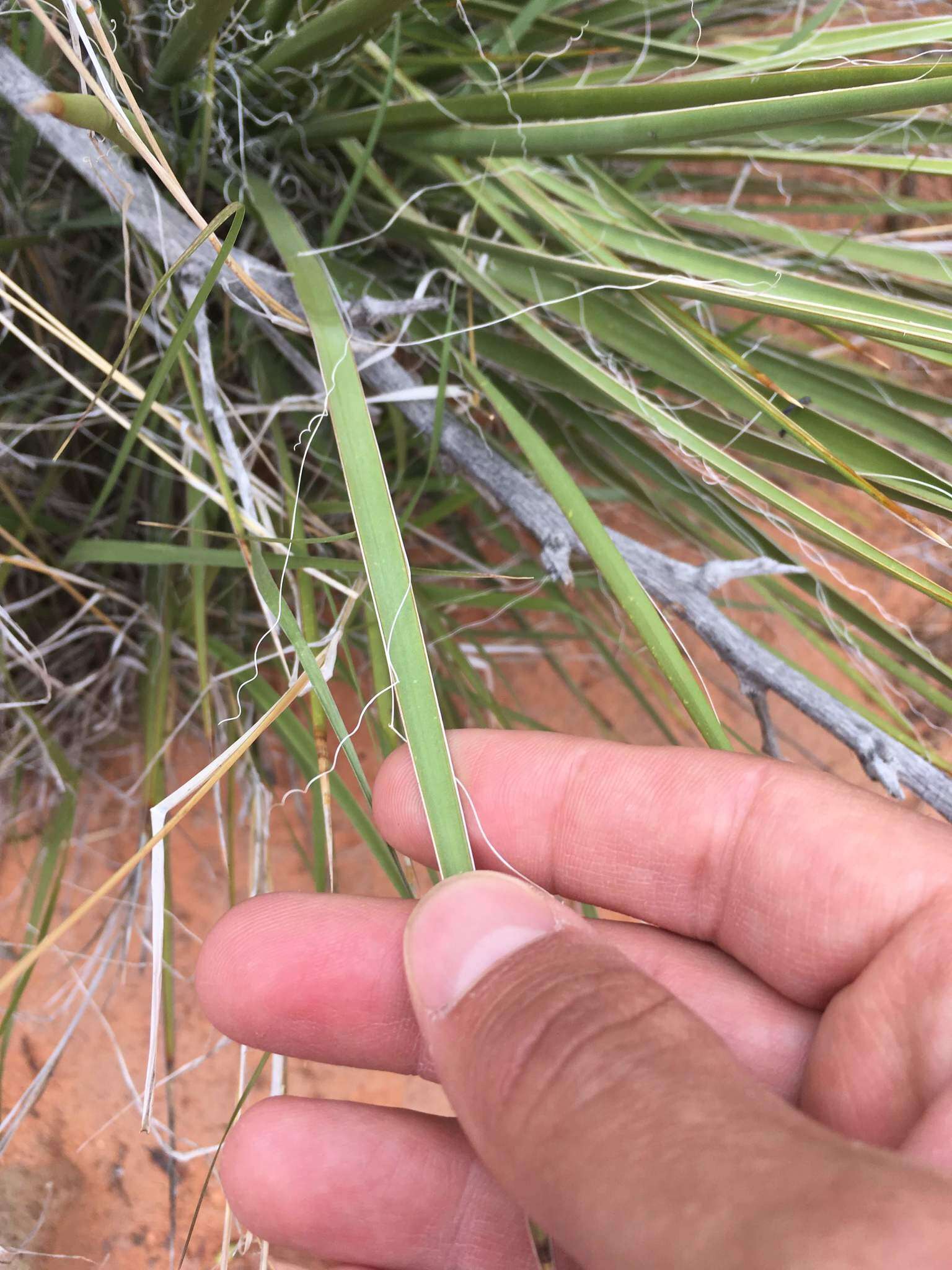 Image of Yucca utahensis McKelvey