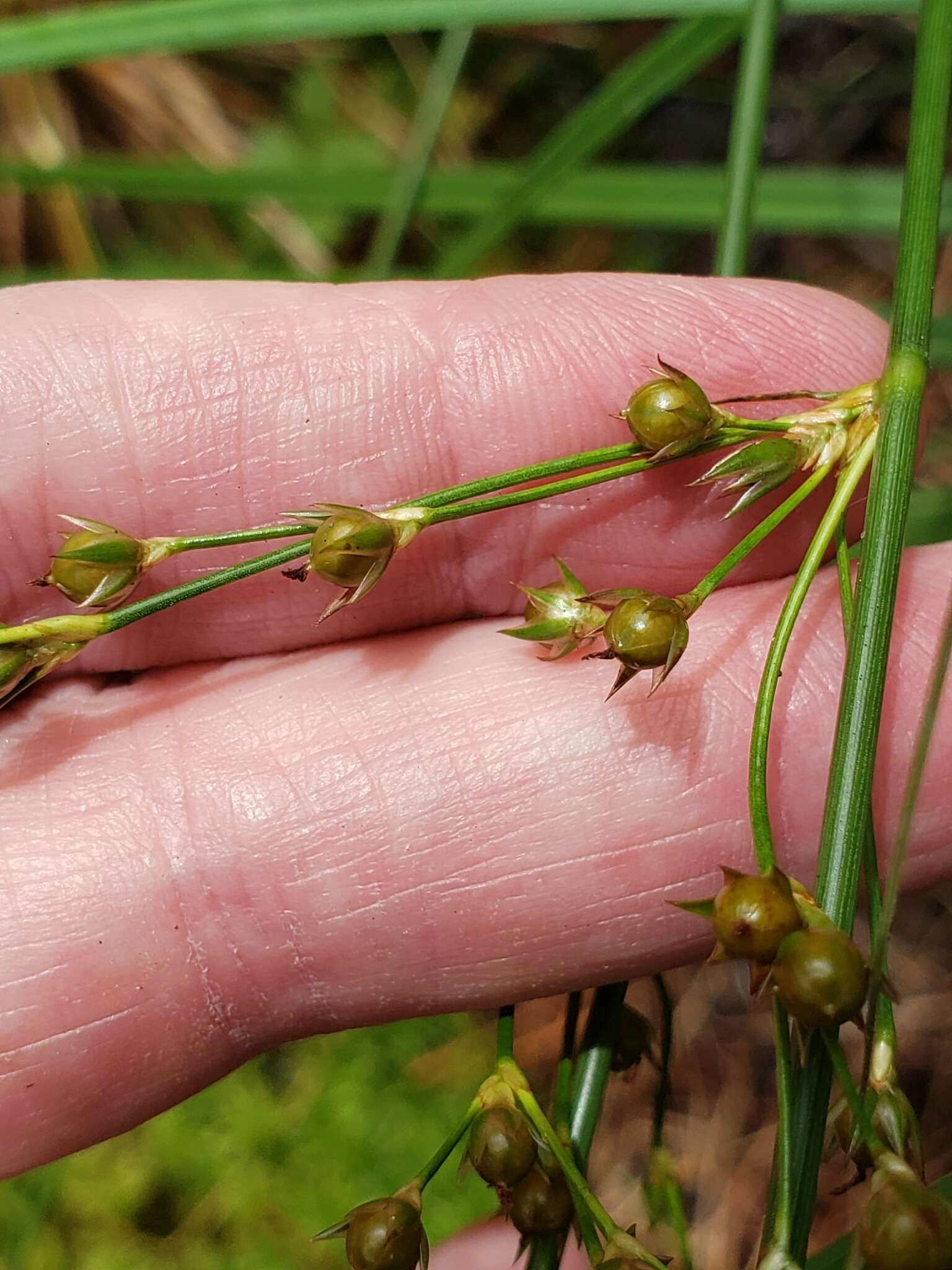 Imagem de Juncus coriaceus Mackenzie