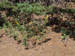 Image of Solidago elongata Nutt.