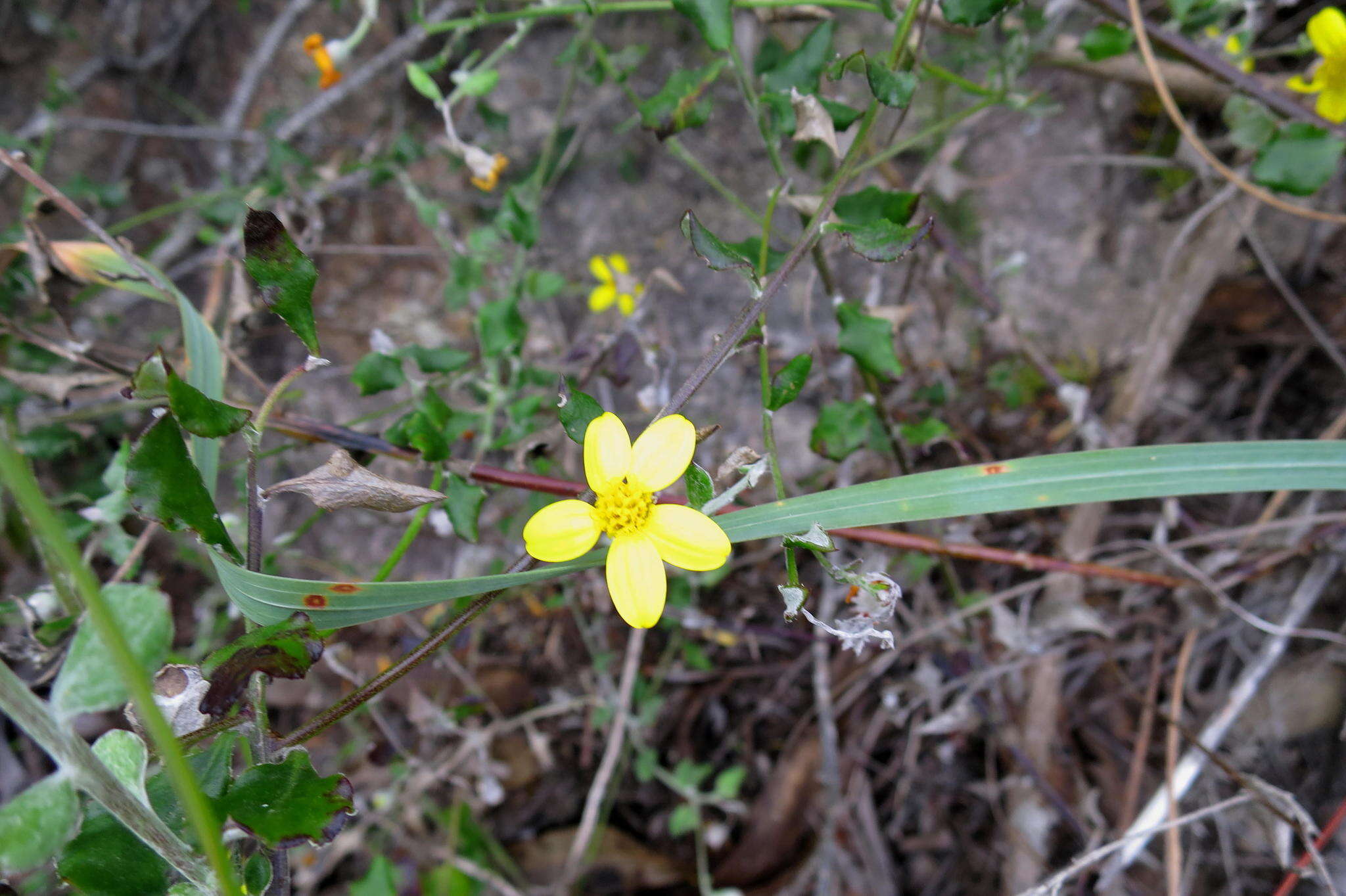 Image of Osteospermum elsieae Norlindh