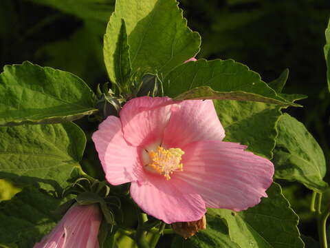 Image of Hibiscus moscheutos subsp. moscheutos