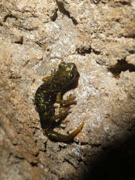 Image of Supramonte Cave Salamander