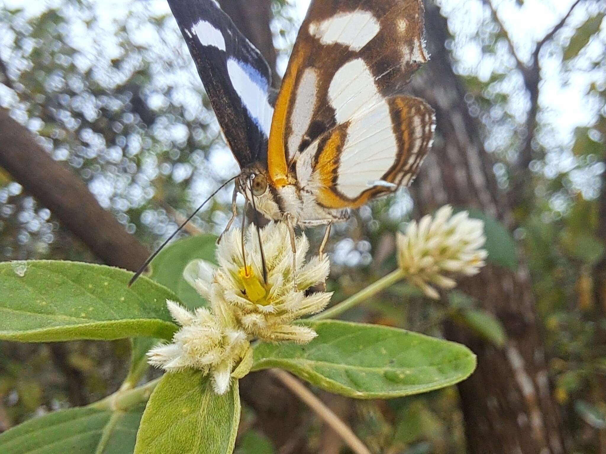 Image of Irenia Metalmark