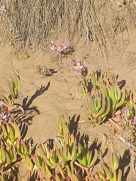 Image of Alstroemeria recumbens Herb.