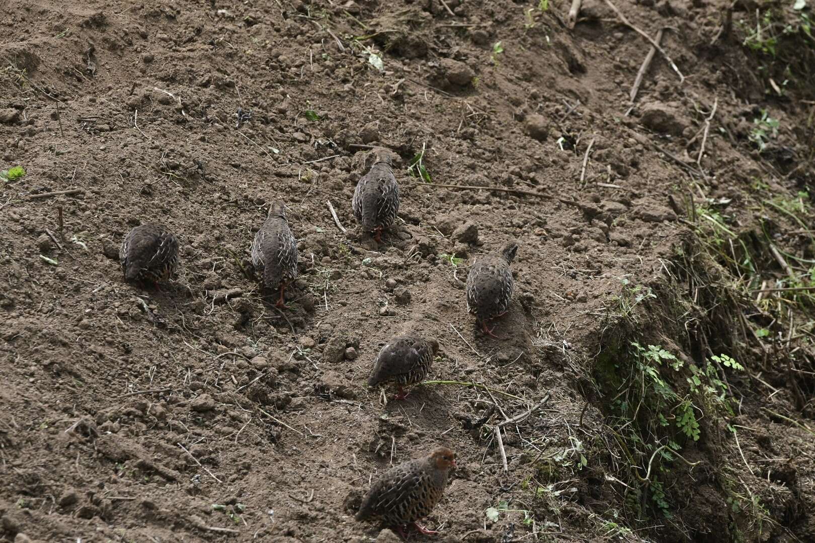 Sivun kirjopensasviiriäinen kuva