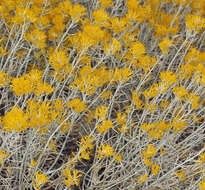 Image of Ericameria nauseosa var. hololeuca (A. Gray) G. L. Nesom & G. I. Baird