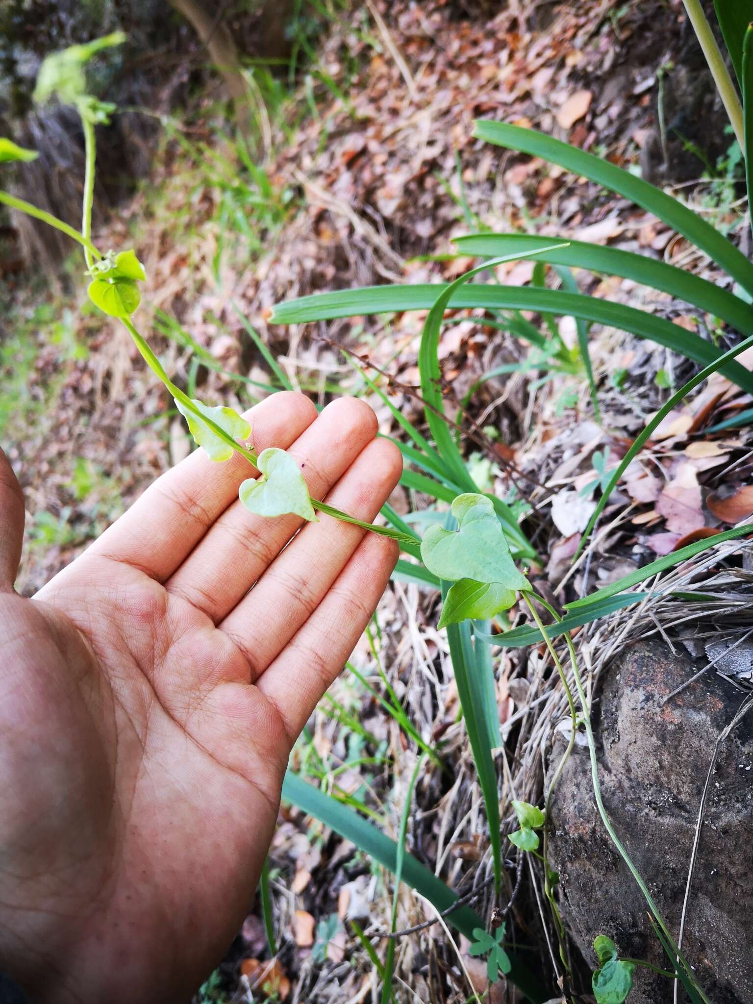 Imagem de Dioscorea bridgesii Griseb. ex Kunth