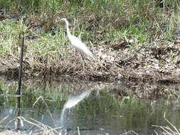 Image of Ardea intermedia plumifera (Gould 1848)