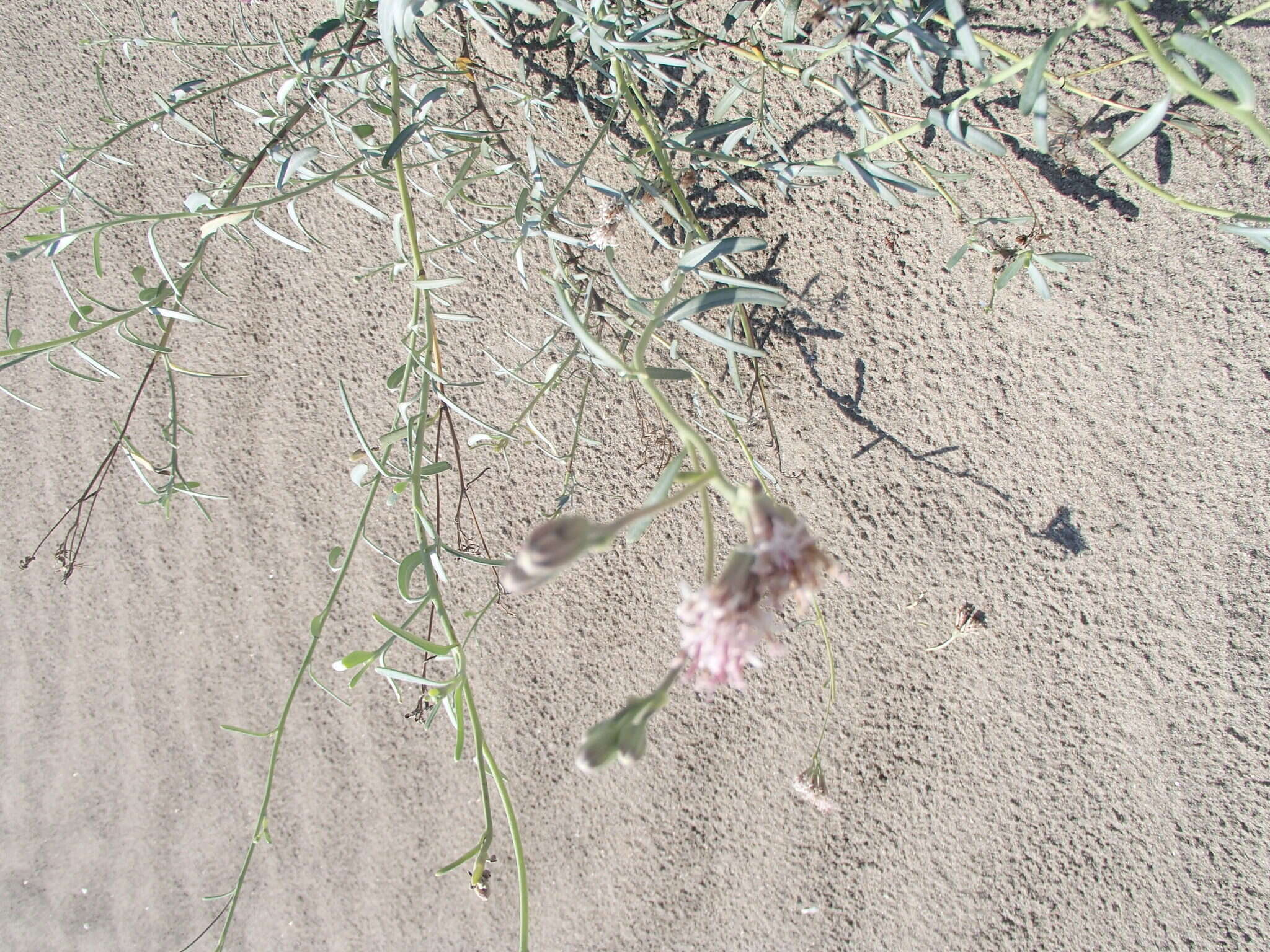 Image of Palafoxia linearis (Cav.) Lag.