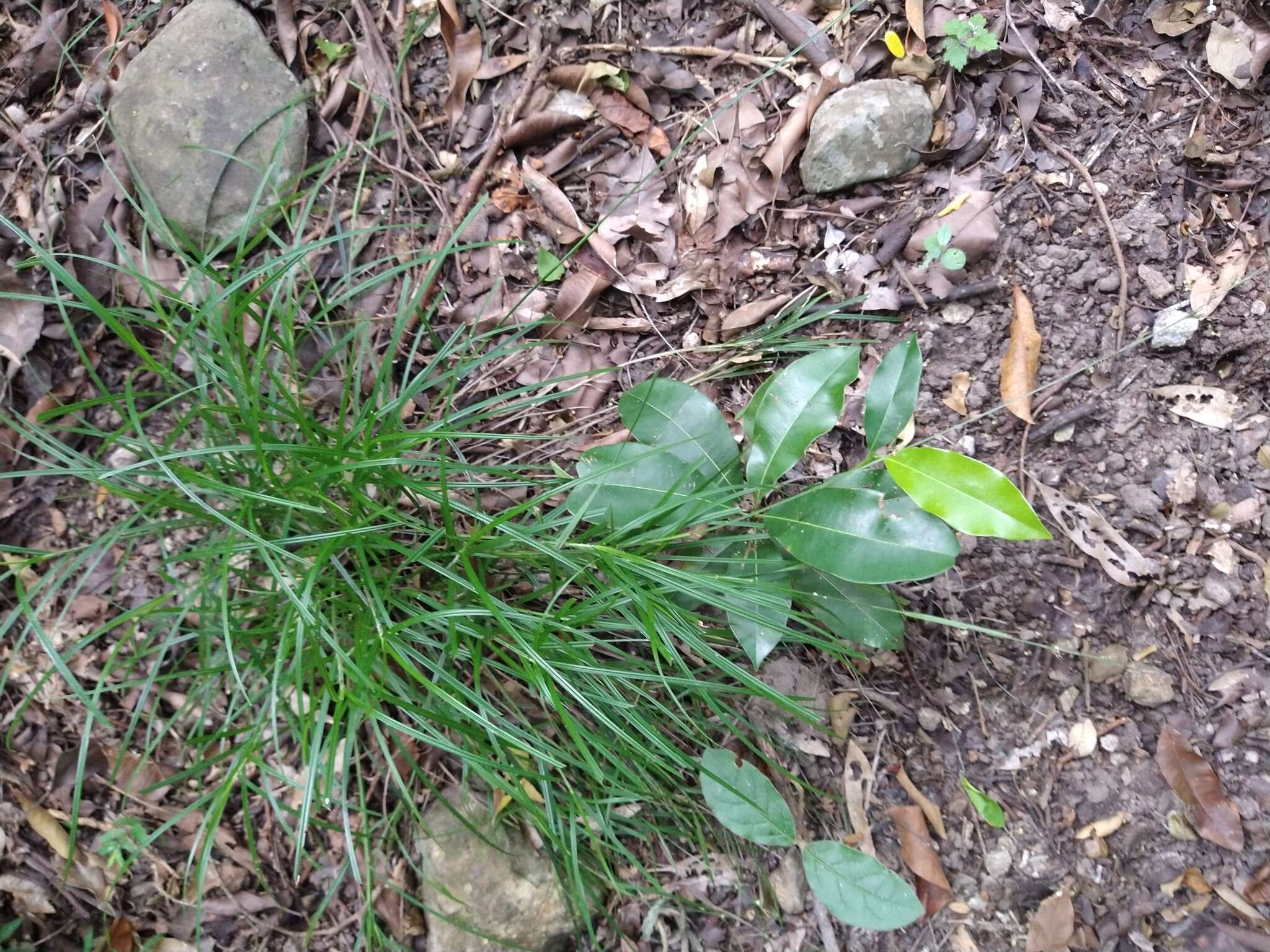 Imagem de Scleria lithosperma (L.) Sw.