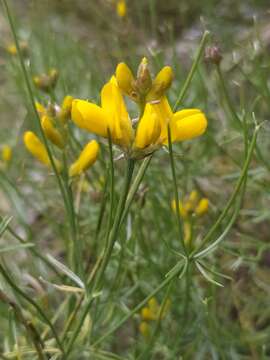 Image of Genista radiata (L.) Scop.