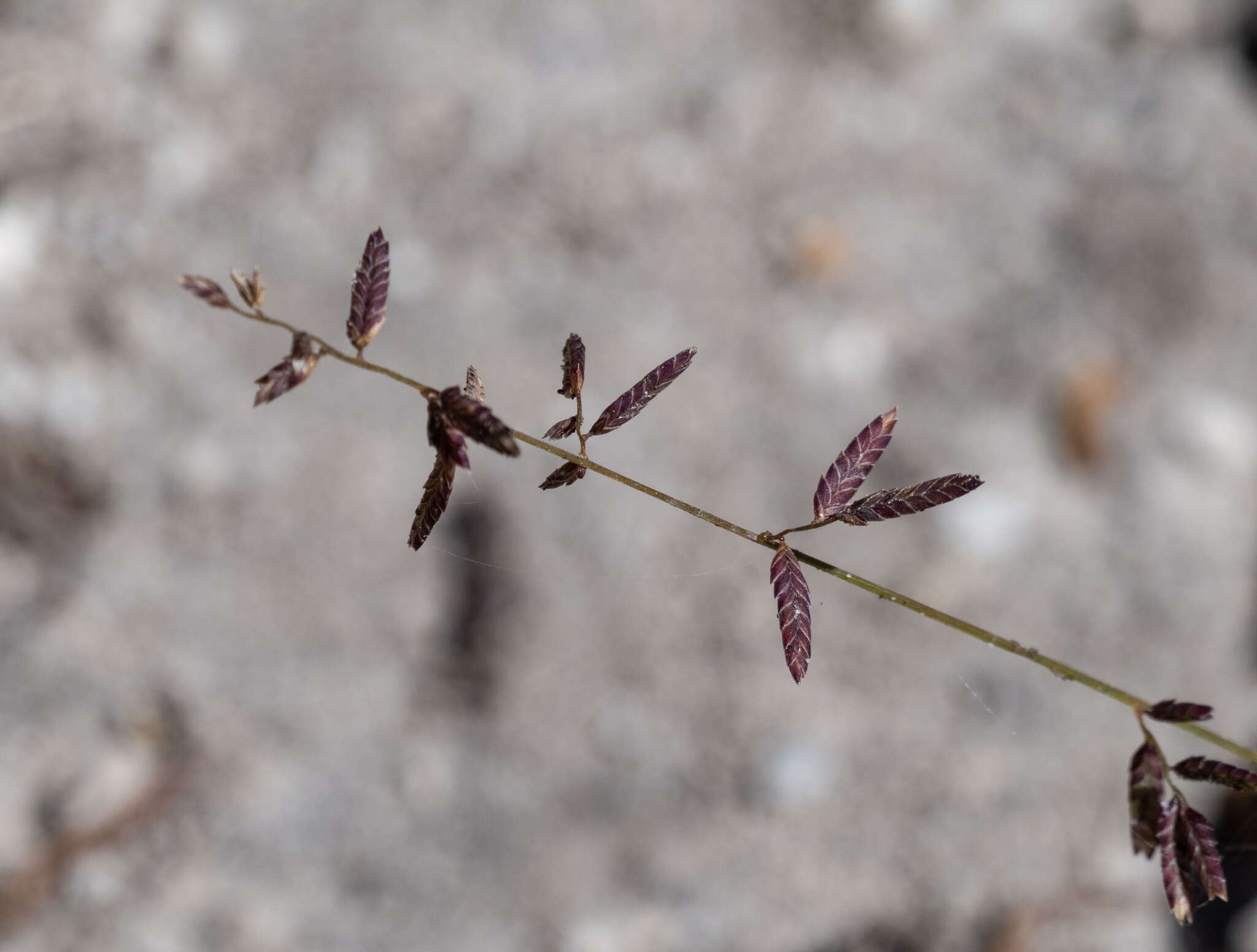 Image of Australian lovegrass