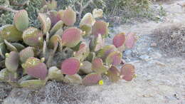 Opuntia comonduensis resmi