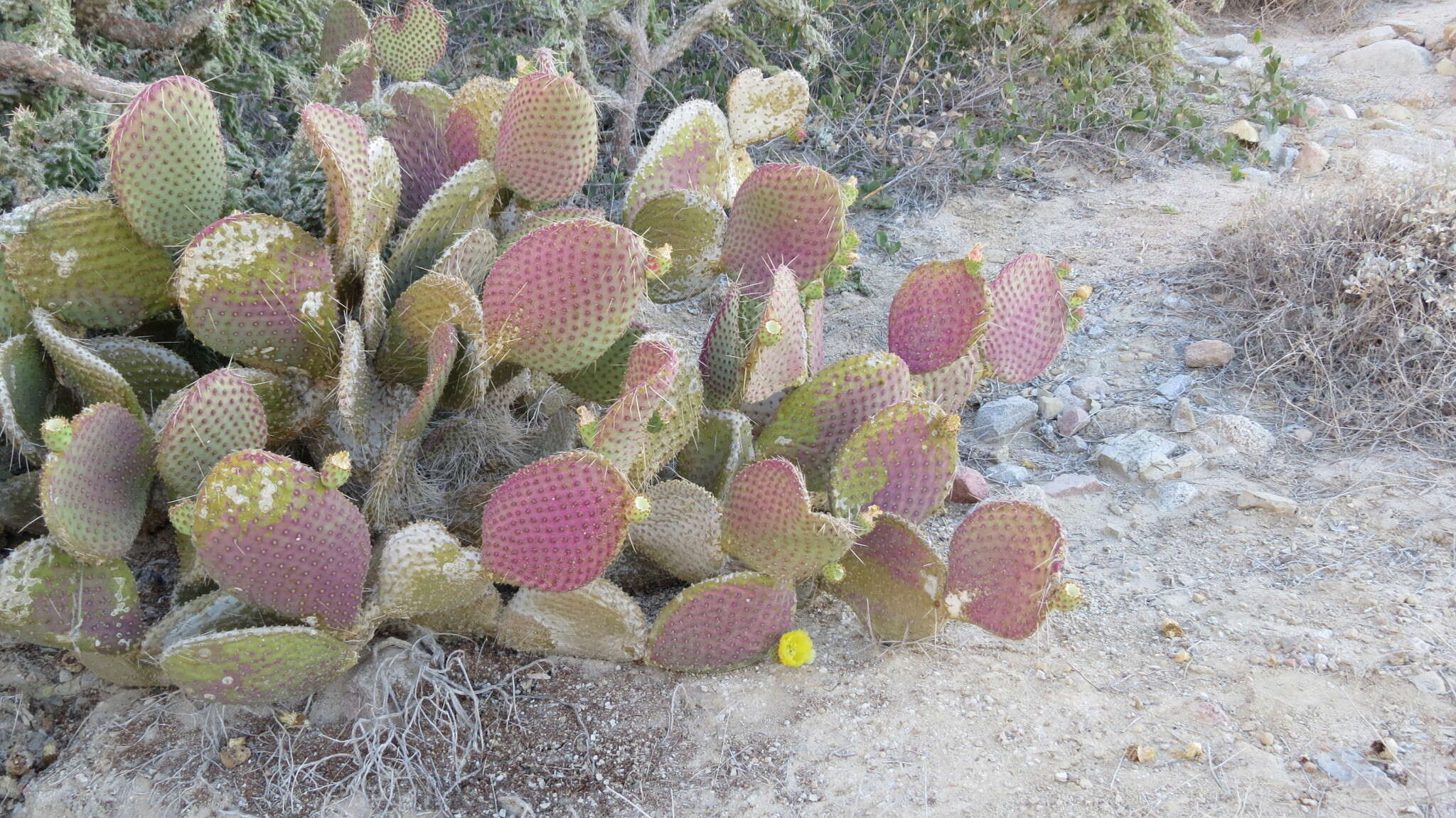 Opuntia comonduensis resmi