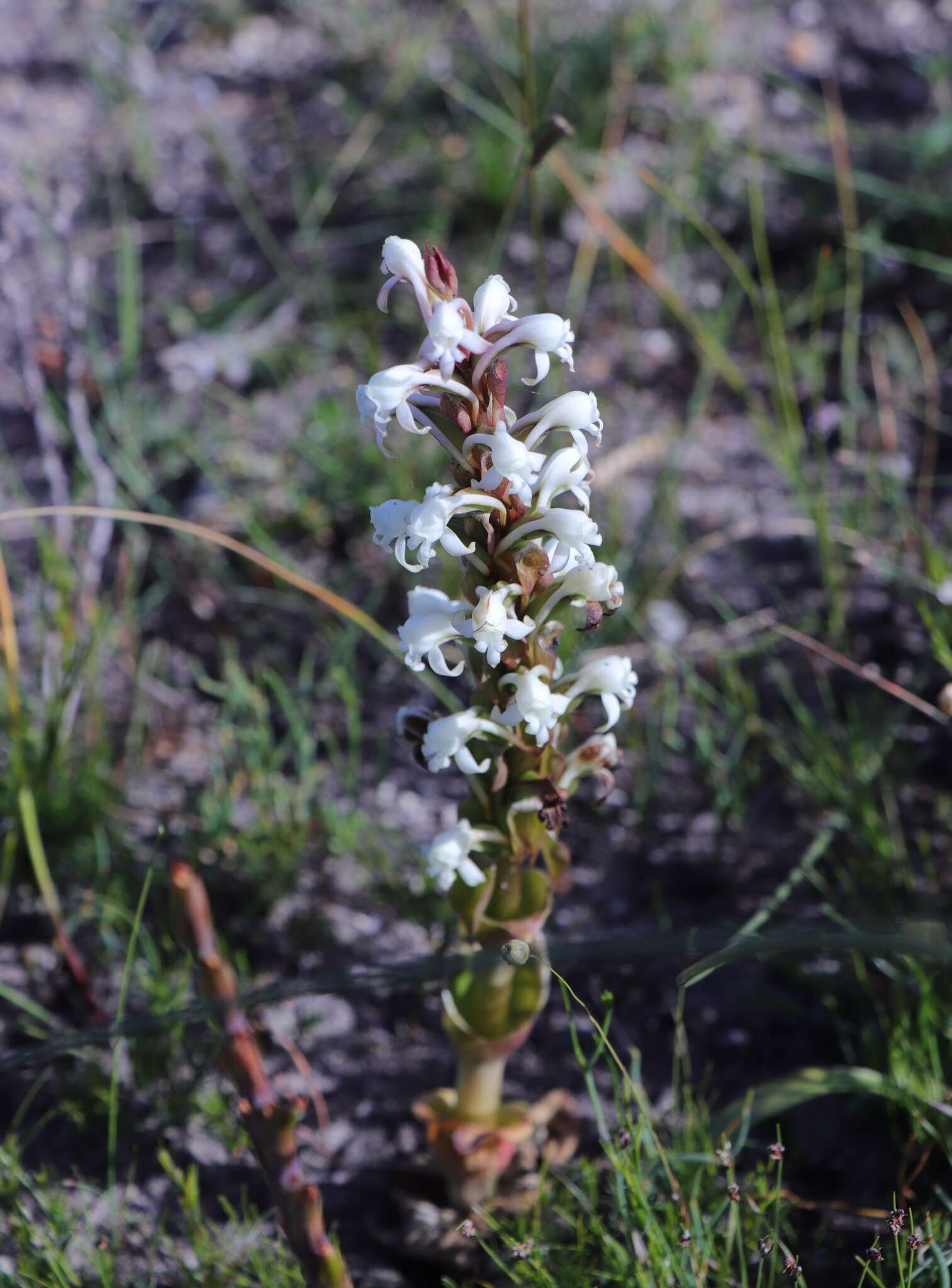 Imagem de Satyrium candidum Lindl.