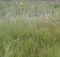 Image of Tragopogon podolicus Besser ex DC.