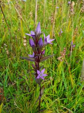 صورة Gentianella lutescens (Velen.) J. Holub