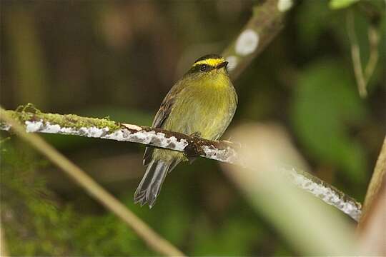 Silvicultrix diadema (Hartlaub 1843)的圖片