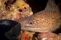 Image of Abbott's moray eel