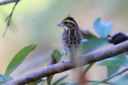 Image of Yellow-browed Bunting