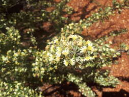 Imagem de Scaevola spinescens R. Br.