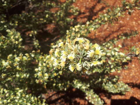 Imagem de Scaevola spinescens R. Br.