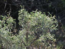 Image of South American saltbush