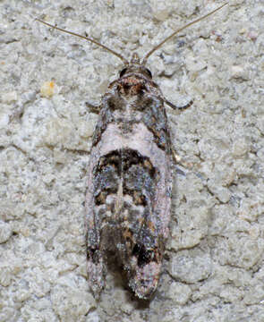 Image of Black-tipped Rudenia Moth